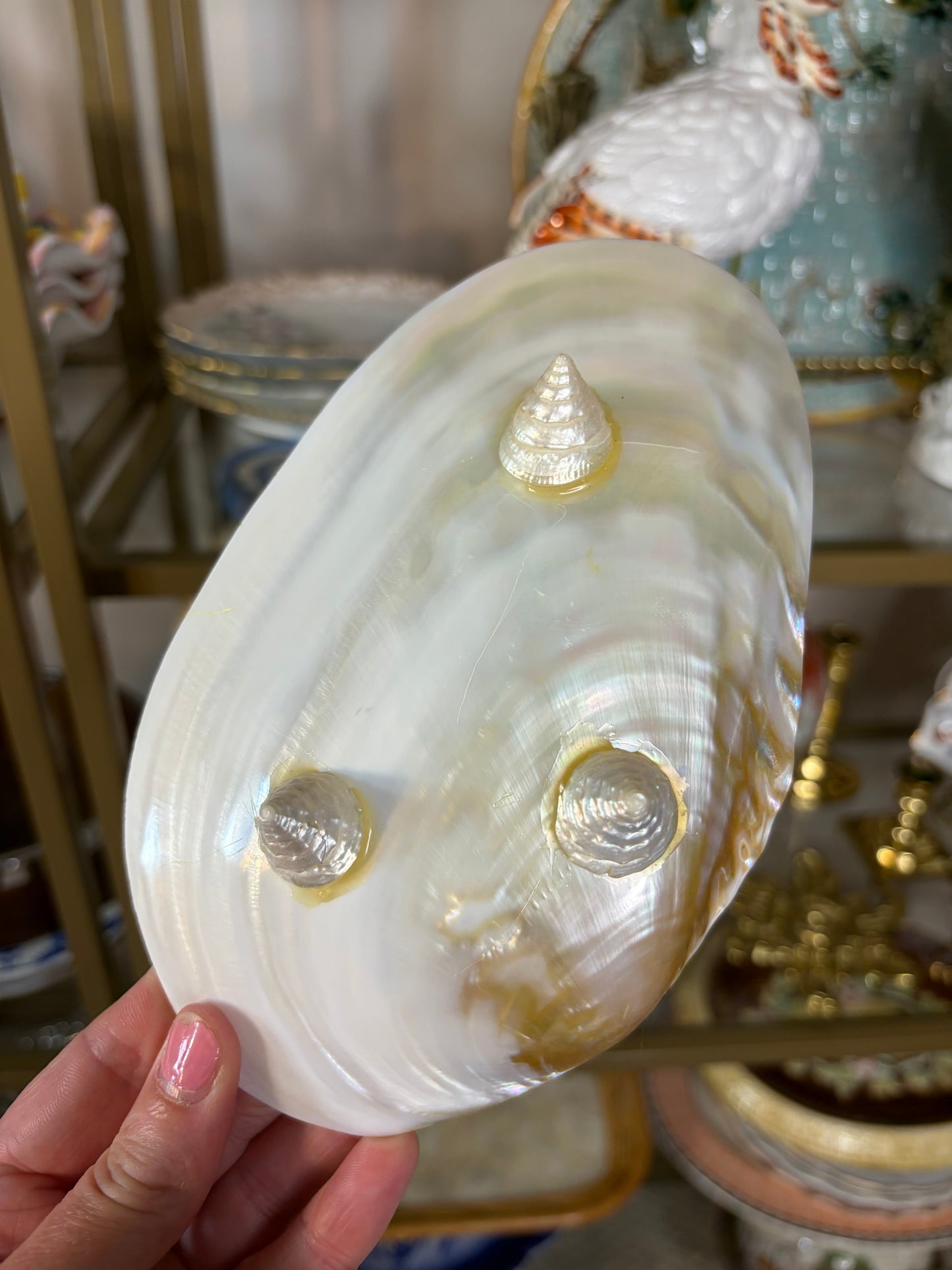 Lovely footed shell!