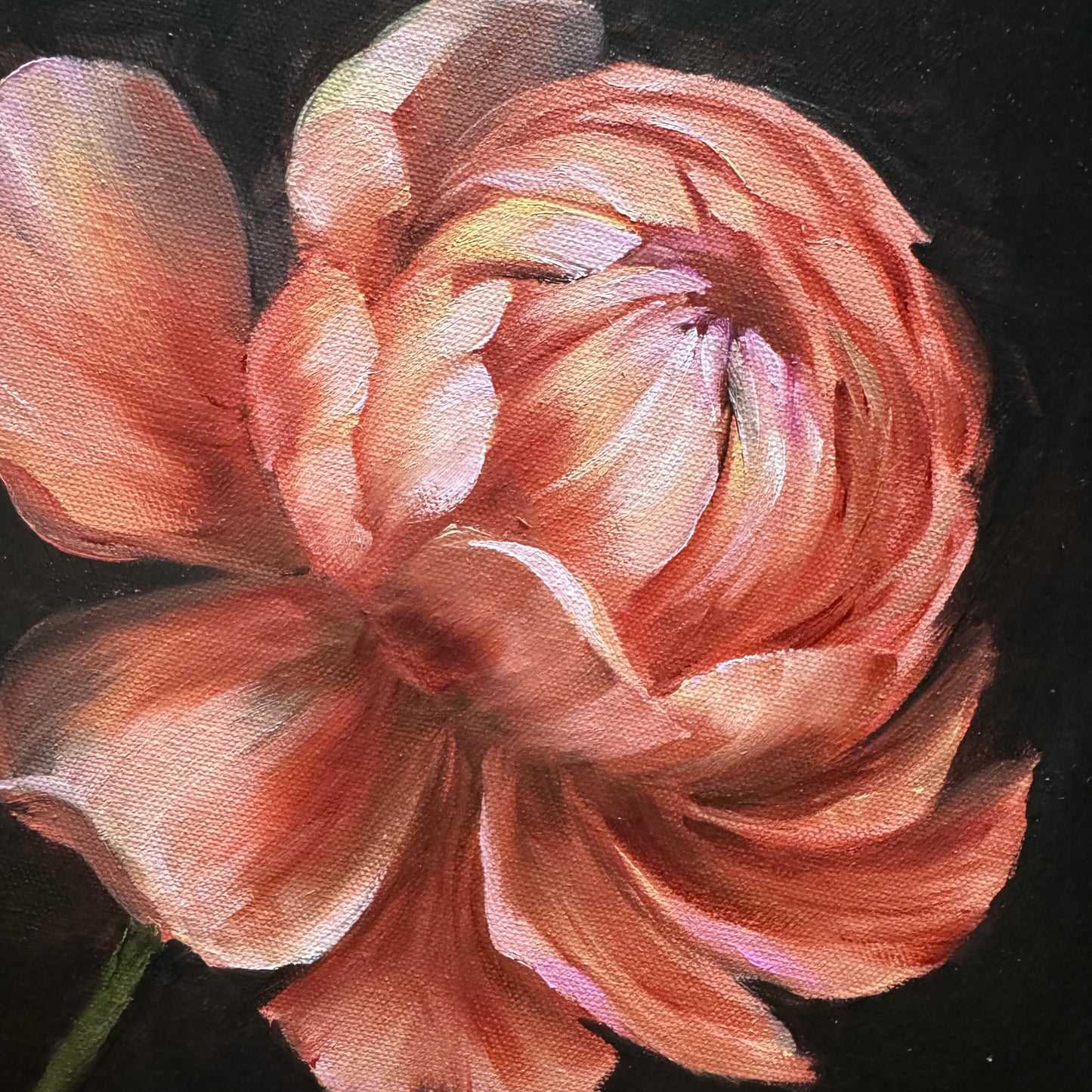 Pink peony original oil painting 12x12”