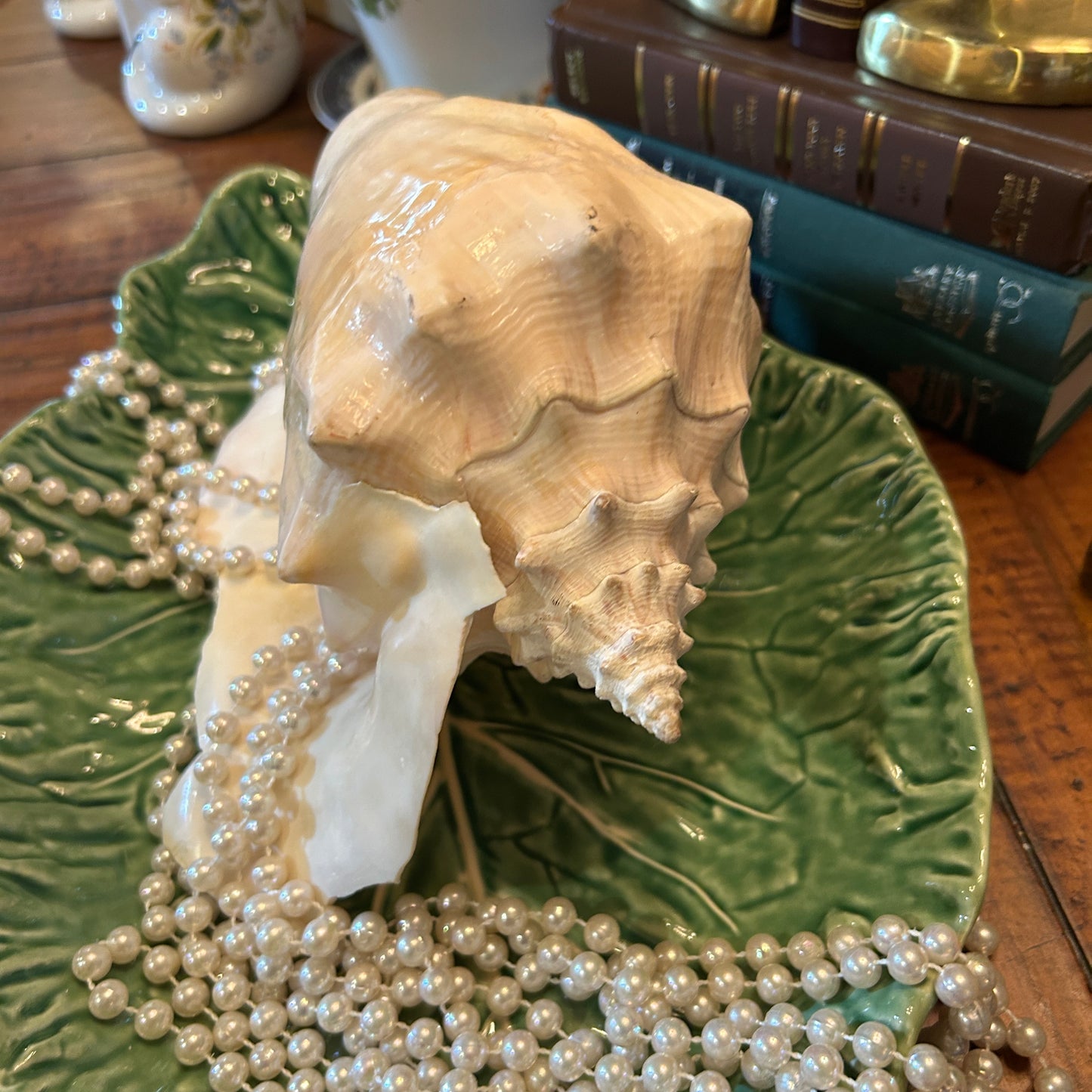 Massive pearly pink coastal chic real sea conch shell decor 10 in