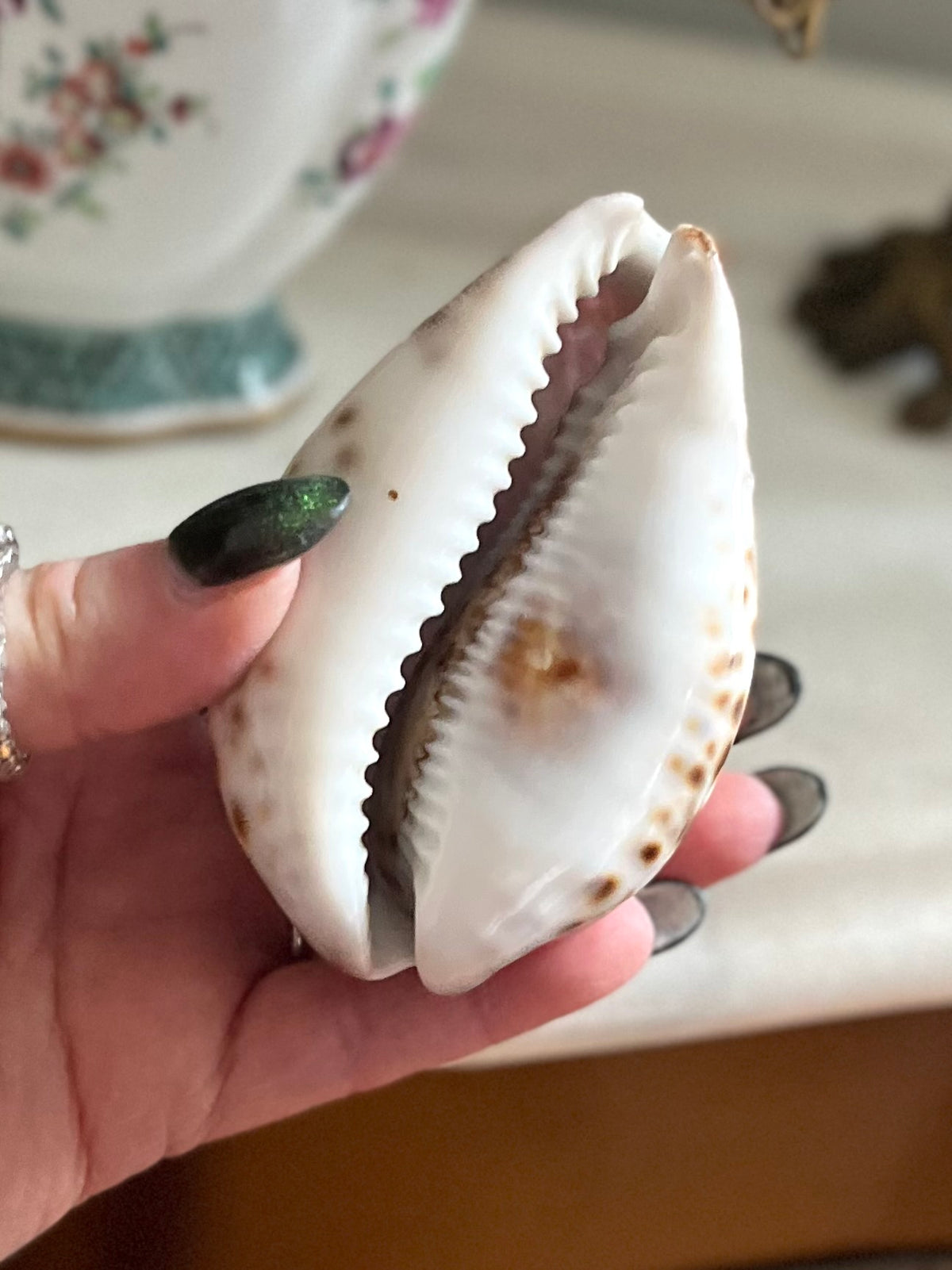 Live 09/22 Late 19th Century Victorian Carved Tiger Cowrie Shell – The Lord’s Prayer Purple/Pink Hues