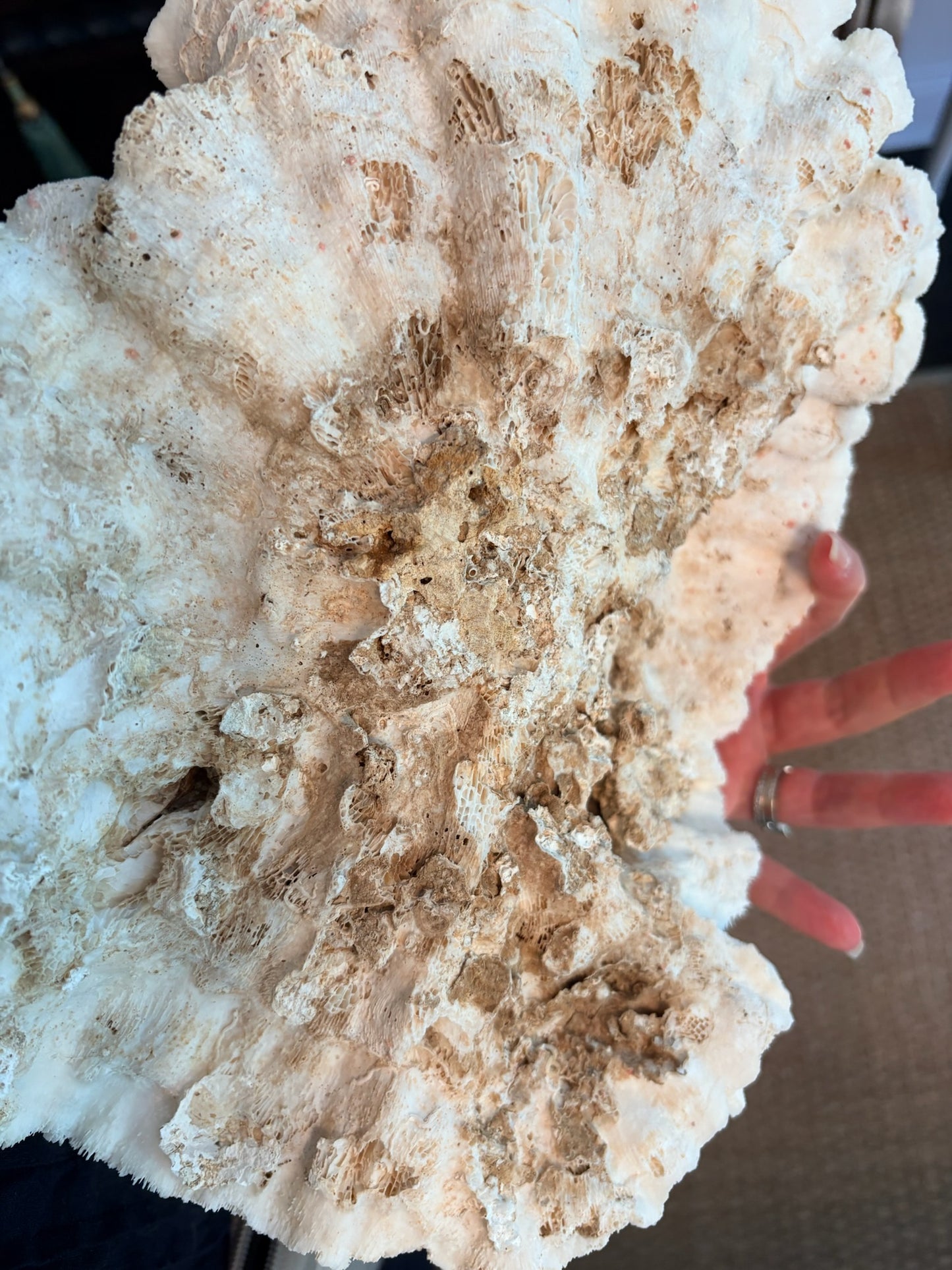 WCCR Charitable Item #188 | Large Natural Brain Coral Specimen | Coastal Décor | 12" x 12" x 5.5"