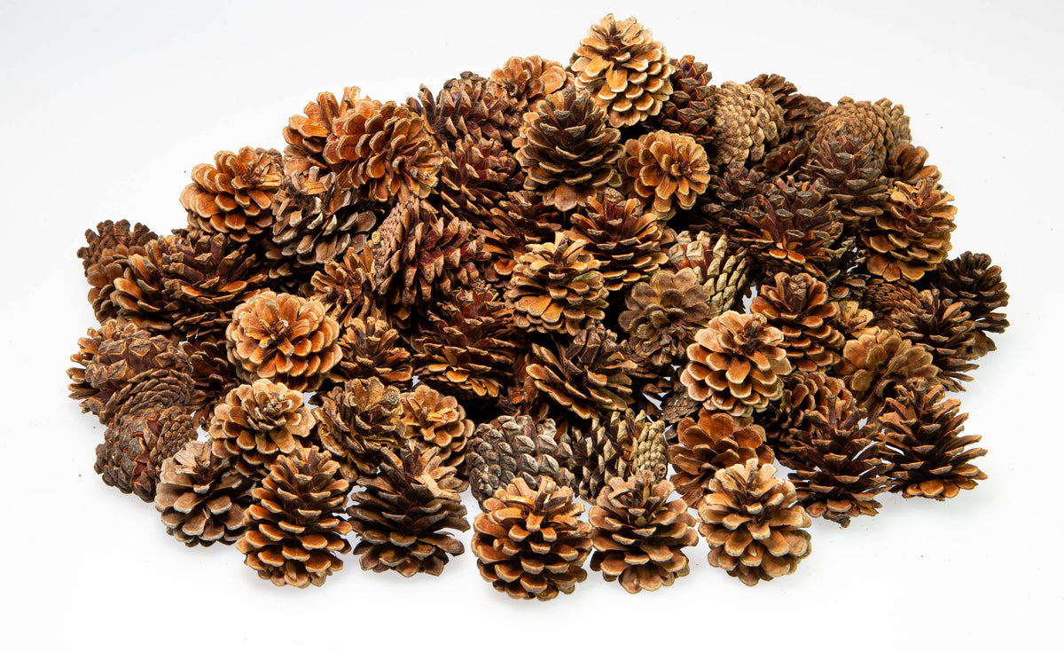 2"L Natural Pinecones