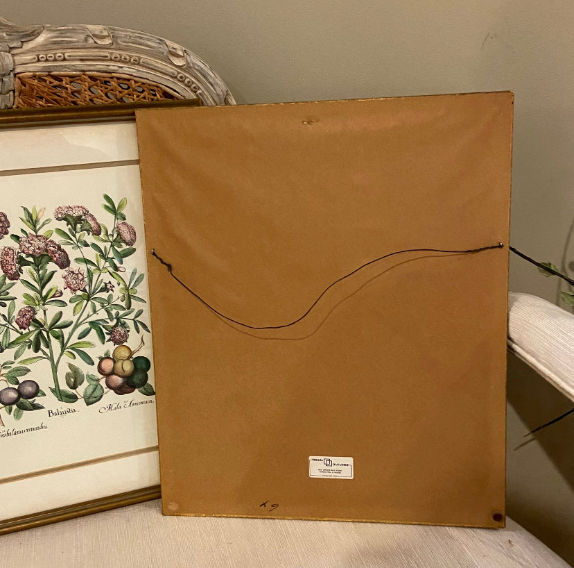 Set of two vintage framed botanical wall art