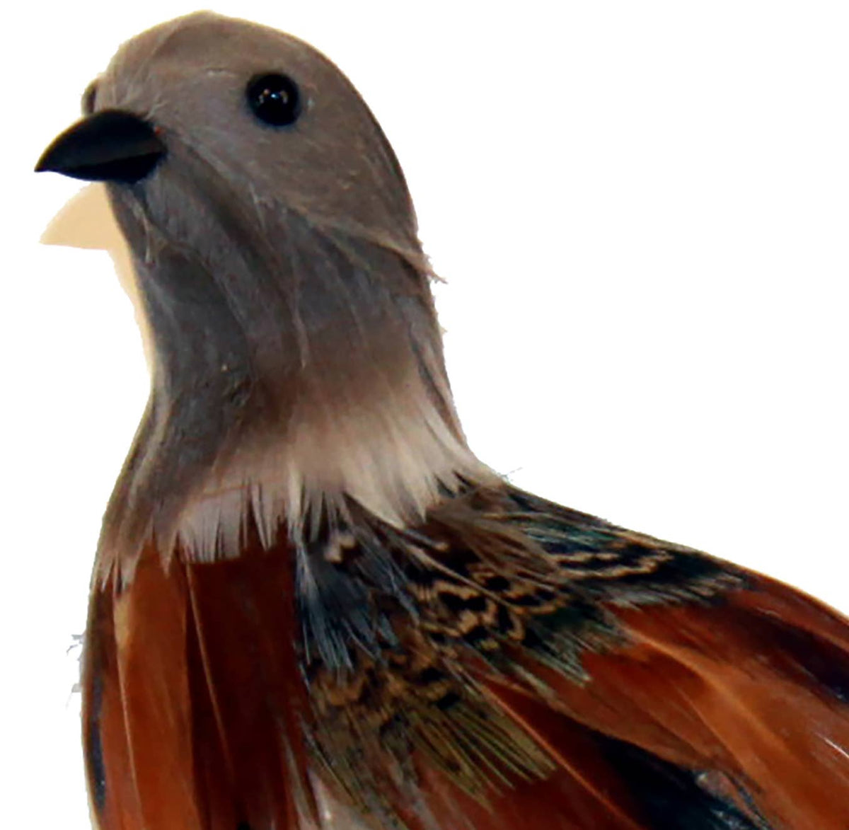 6" Feathered Turtledove with Clip