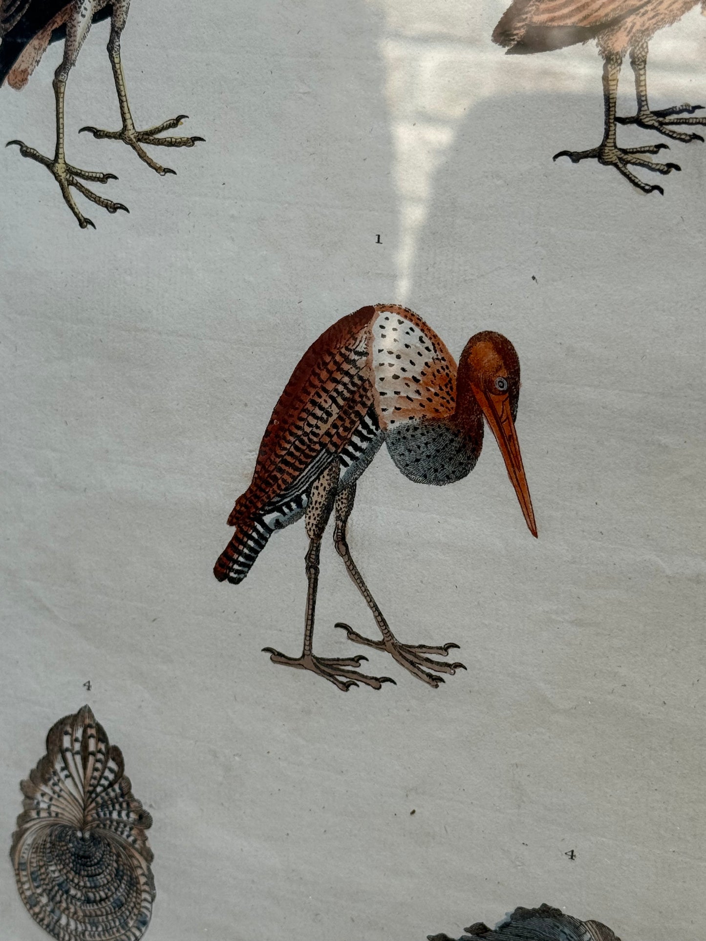 Framed 1785 Hand-Colored Engraving – Little Brown Bittern, North American Bittern & Bivalves, 20x16”