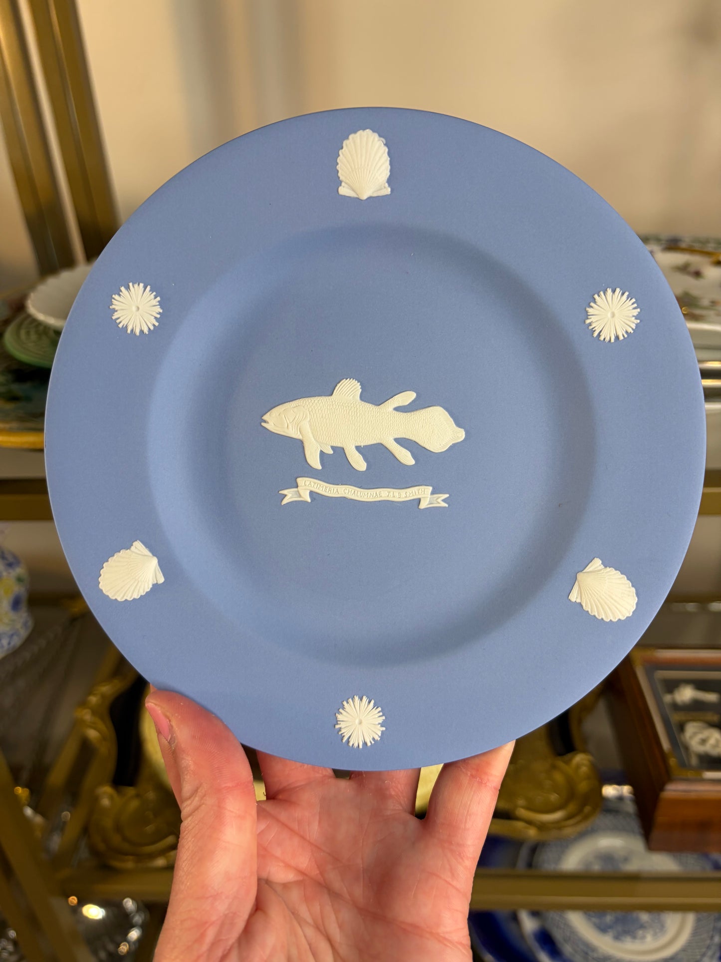 Rare Wedgwood Jasperware Coelacanth Plate with shell border!