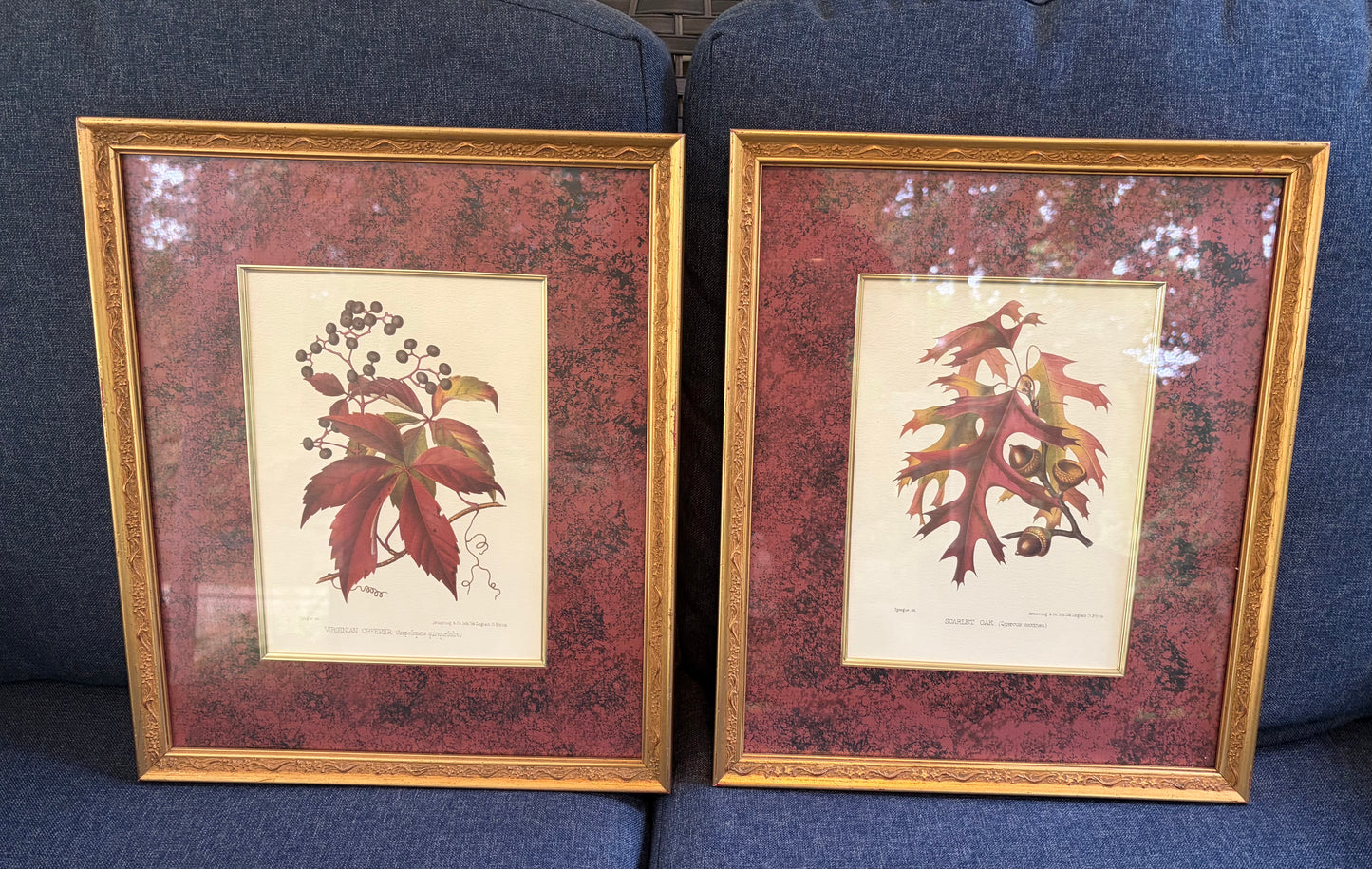 Beautiful framed botanical pair with rich color matte background! Features prints of Scarlet Oak and Virginian Creeper!