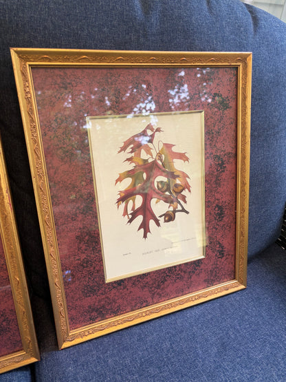 Beautiful framed botanical pair with rich color matte background! Features prints of Scarlet Oak and Virginian Creeper!