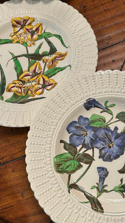 Set of 2 antique rare vintage designer botanical plates by Royal Cauldon England 10 d
