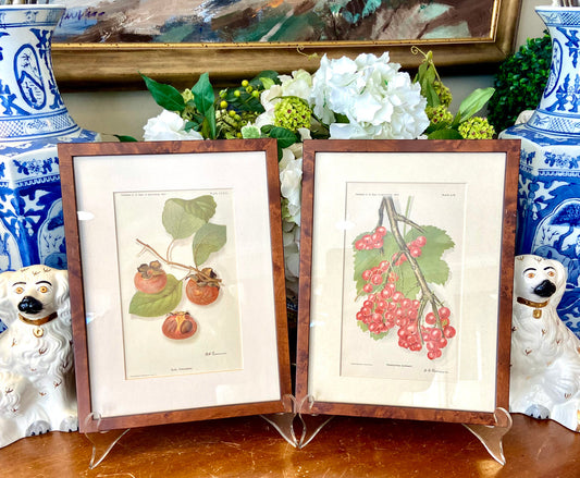 Pair of lovely vintage botanical lithograph print wall art.