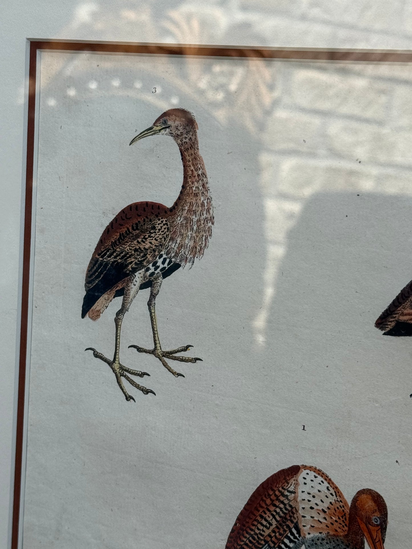 Framed 1785 Hand-Colored Engraving – Little Brown Bittern, North American Bittern & Bivalves, 20x16”