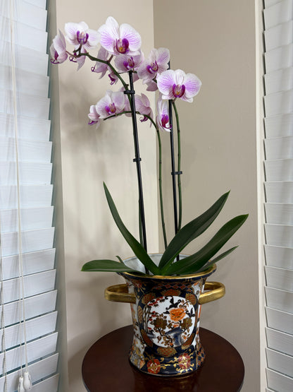 Beautiful Imari colors cachepot with gold handles!