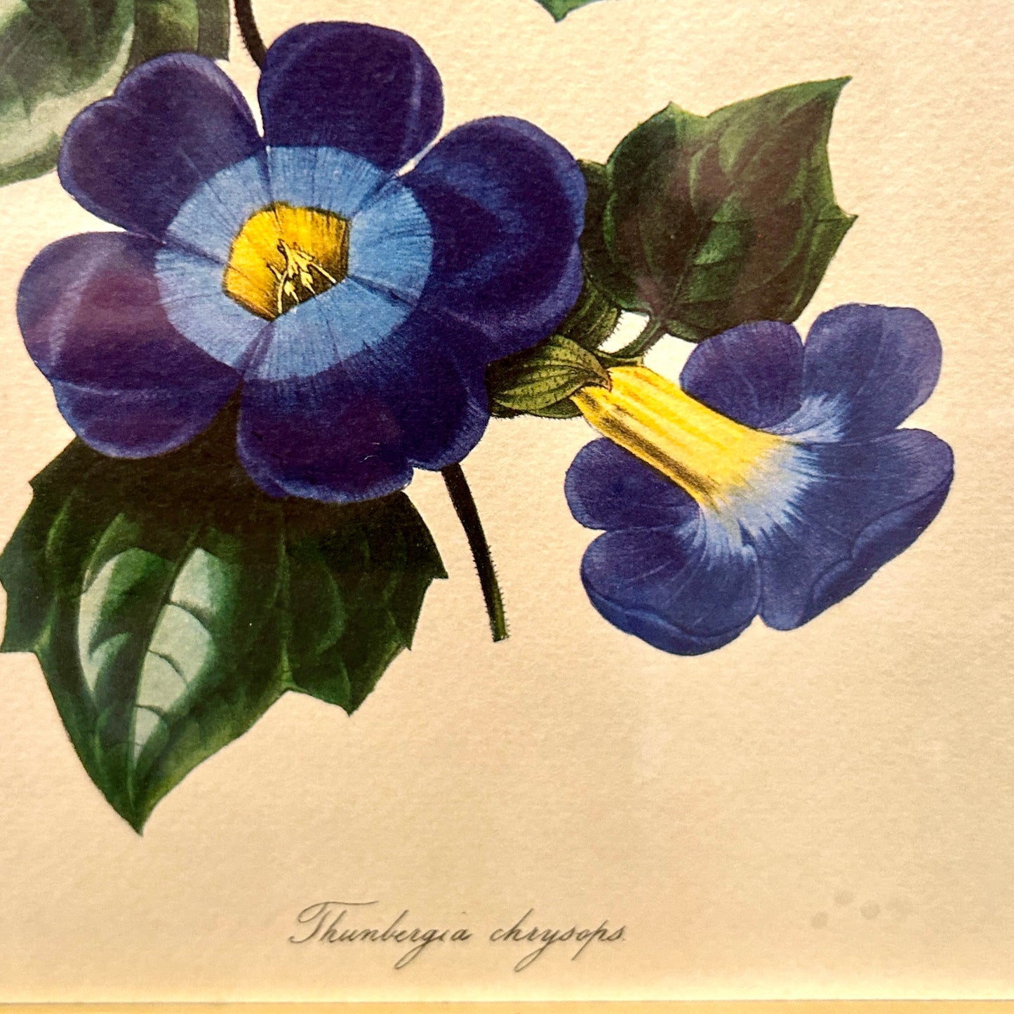 beautiful botanical framed print art under glass 17 x 14