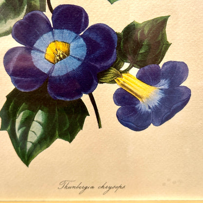 beautiful botanical framed print art under glass 17 x 14