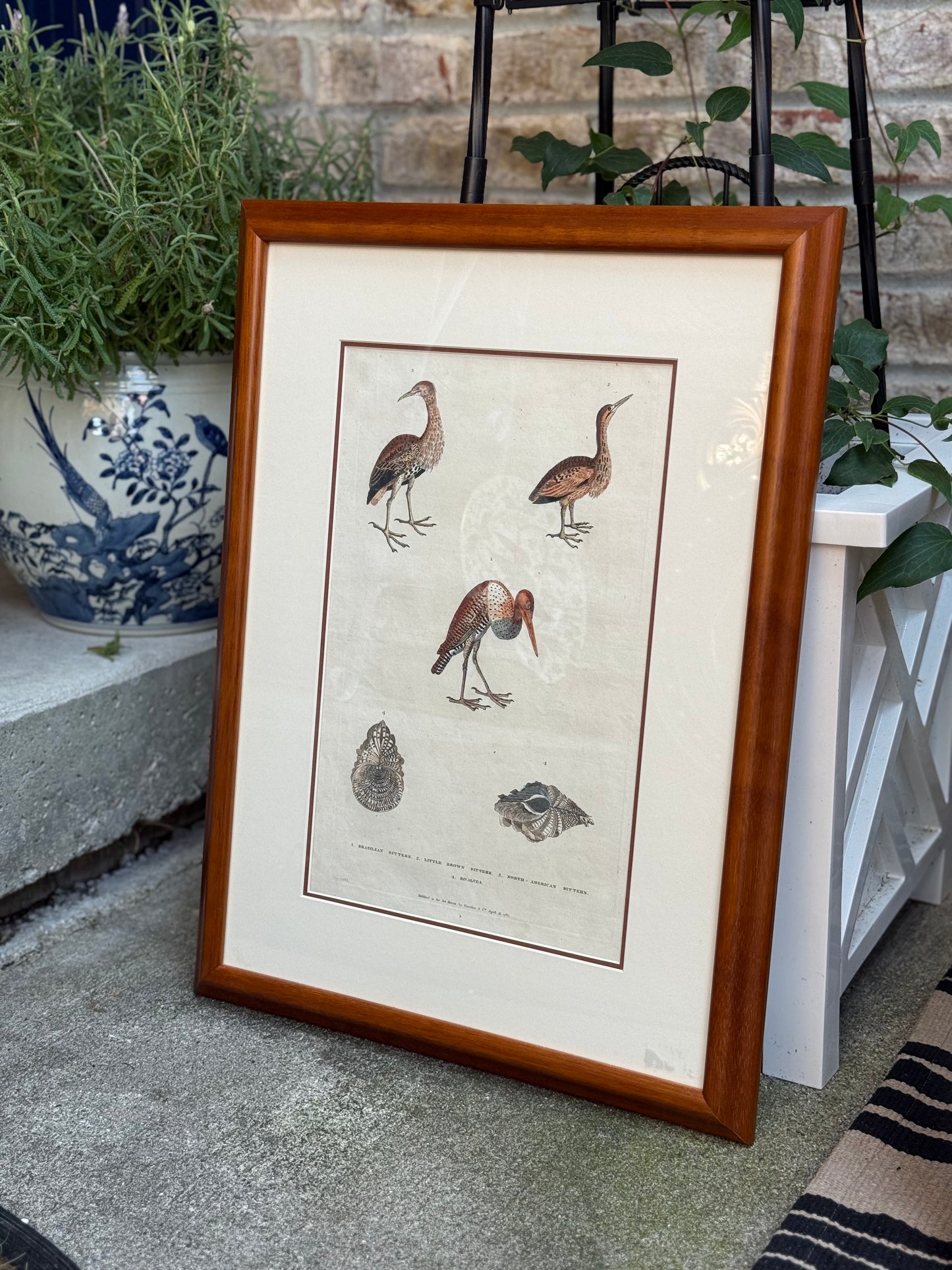 Framed 1785 Hand-Colored Engraving – Little Brown Bittern, North American Bittern & Bivalves, 20x16”
