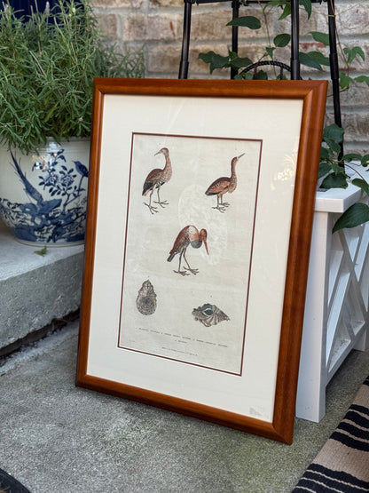 Framed 1785 Hand-Colored Engraving – Little Brown Bittern, North American Bittern & Bivalves, 20x16”