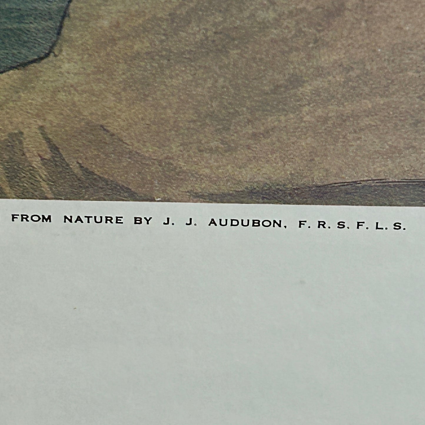 Spectacular engraving of JJ Audubon "Shoveller Duck" by Havel 1836 Art