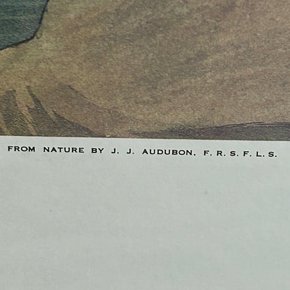 Spectacular engraving of JJ Audubon "Shoveller Duck" by Havel 1836 Art