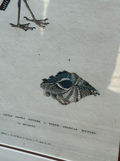 Framed 1785 Hand-Colored Engraving – Little Brown Bittern, North American Bittern & Bivalves, 20x16”