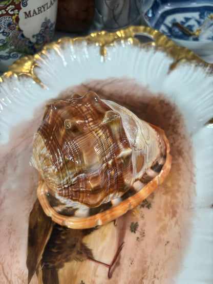 Stunning cameo conch shell with cats! Signed by artist!