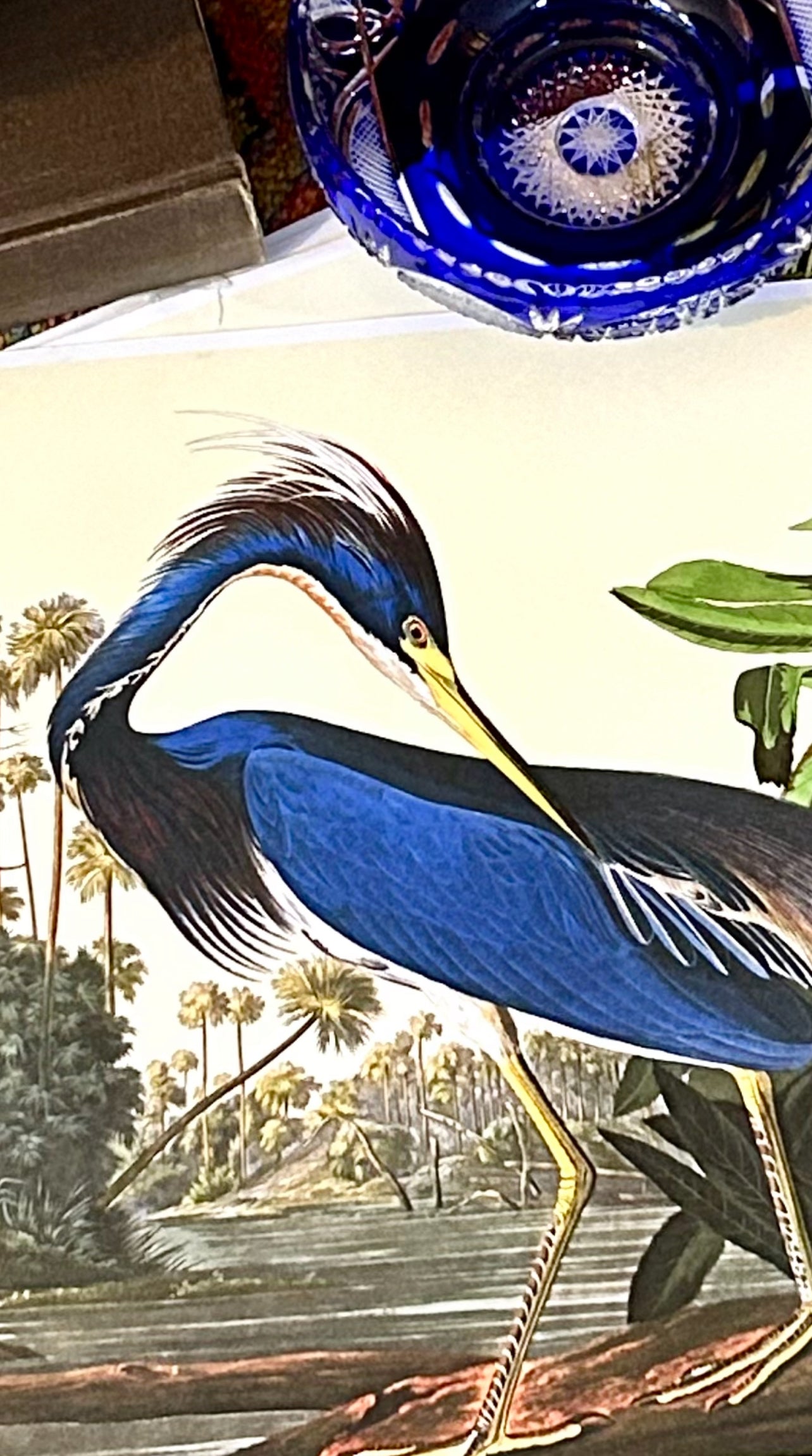 Set of 4 bold bird Audubon style color wall prints