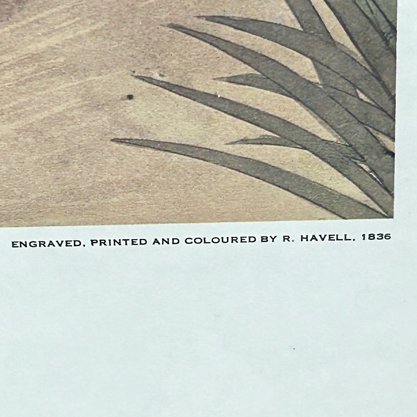 Spectacular engraving of JJ Audubon "Shoveller Duck" by Havel 1836 Art