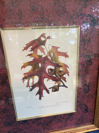 Beautiful framed botanical pair with rich color matte background! Features prints of Scarlet Oak and Virginian Creeper!