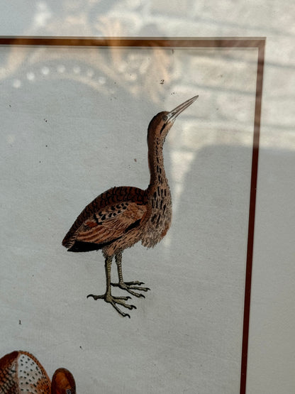 Framed 1785 Hand-Colored Engraving – Little Brown Bittern, North American Bittern & Bivalves, 20x16”