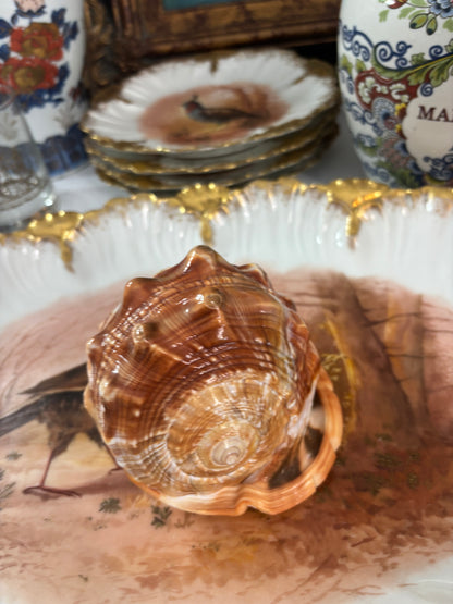 Stunning cameo conch shell with cats! Signed by artist!