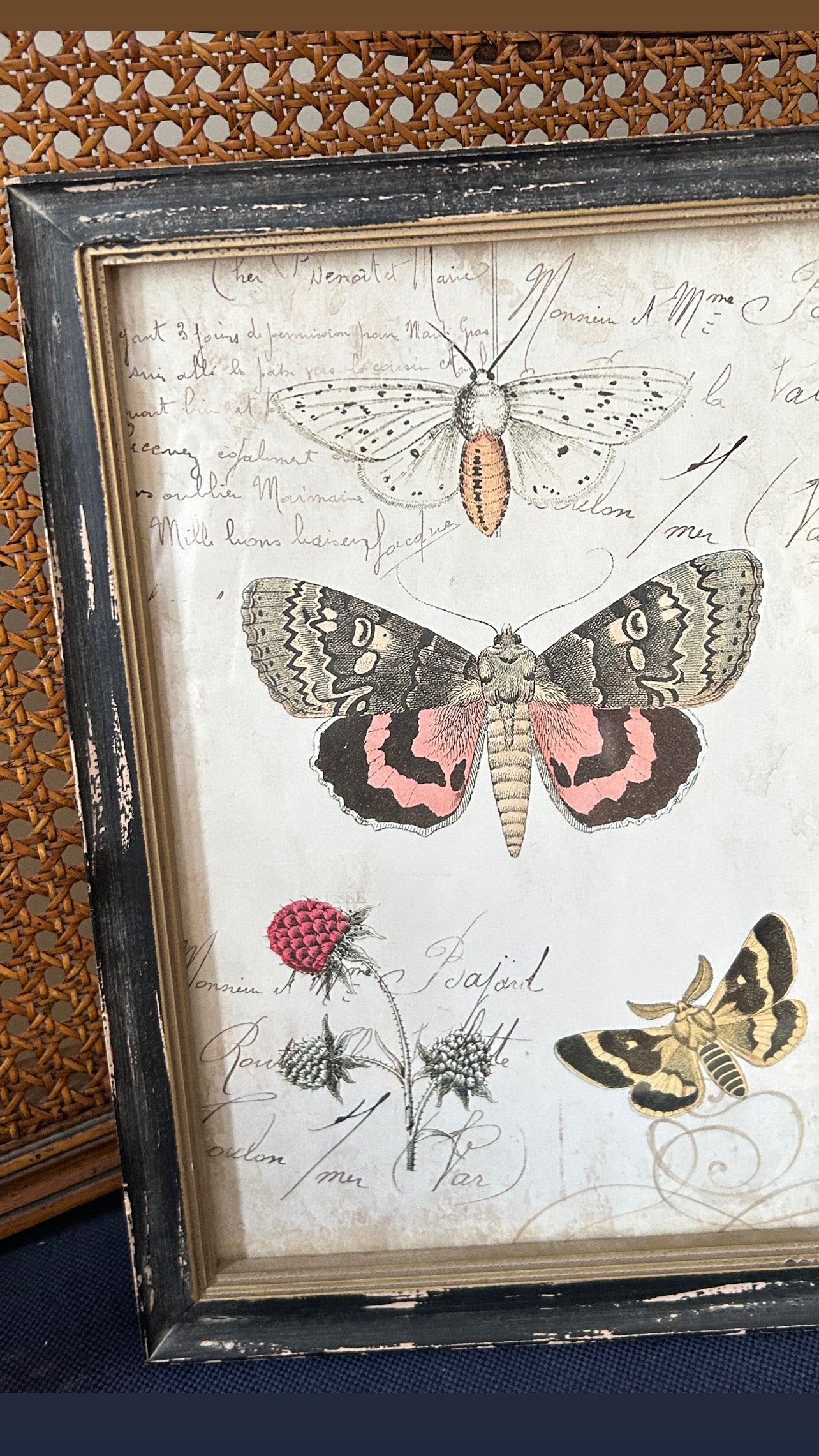 vintage butterfly & botanical wall art