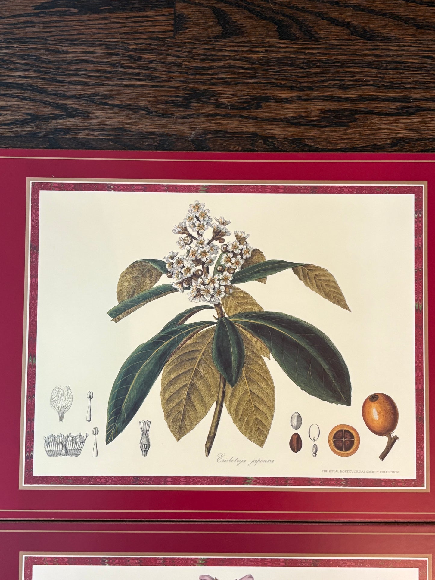 Set (4) Pimpernel Placemats