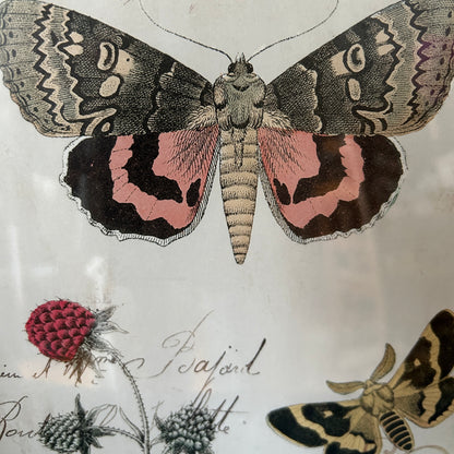 vintage butterfly & botanical wall art