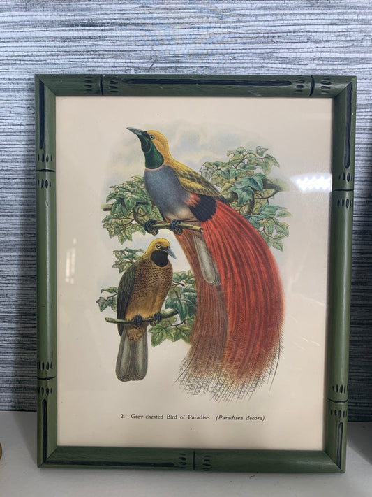 Pair of Green Bamboo style framed Bird Prints