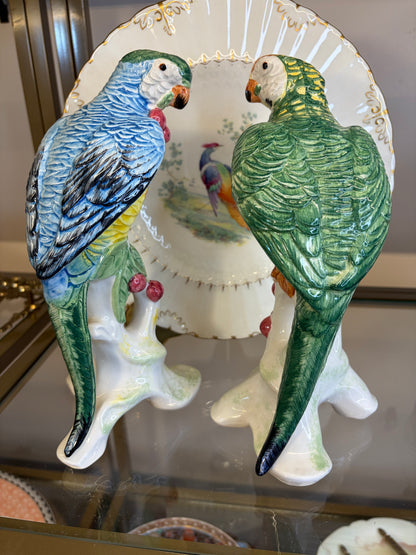 Stunning Chelsea House parrots pair!
