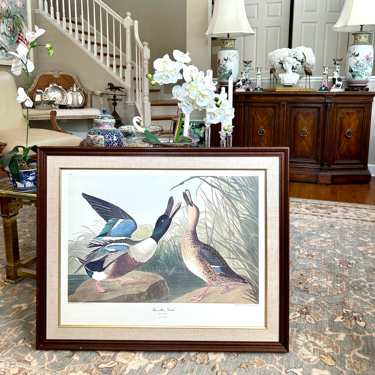 Spectacular engraving of JJ Audubon "Shoveller Duck" by Havel 1836 Art