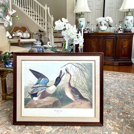 Spectacular engraving of JJ Audubon "Shoveller Duck" by Havel 1836 Art