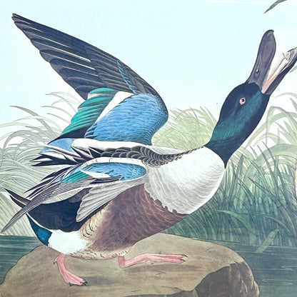 Spectacular engraving of JJ Audubon "Shoveller Duck" by Havel 1836 Art