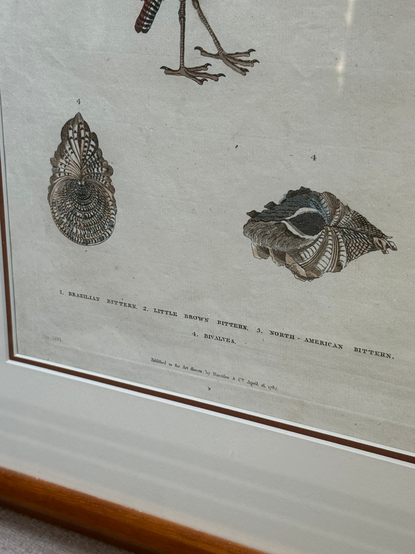 Framed 1785 Hand-Colored Engraving – Little Brown Bittern, North American Bittern & Bivalves, 20x16”