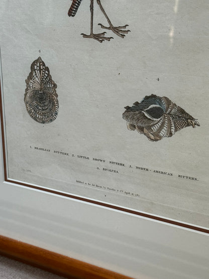 Framed 1785 Hand-Colored Engraving – Little Brown Bittern, North American Bittern & Bivalves, 20x16”