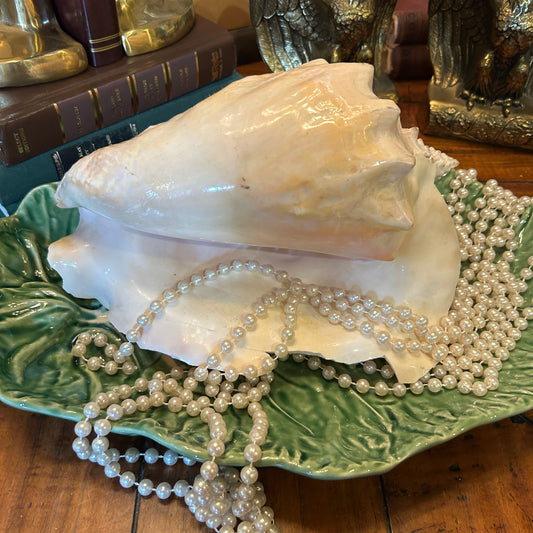 Massive pearly pink coastal chic real sea conch shell decor 10 in