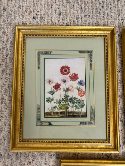 Lovely framed florals trio!
