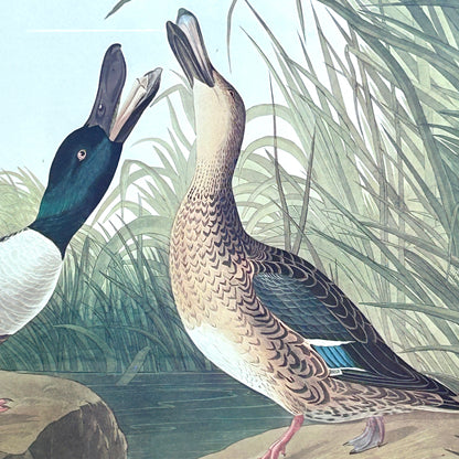 Spectacular engraving of JJ Audubon "Shoveller Duck" by Havel 1836 Art