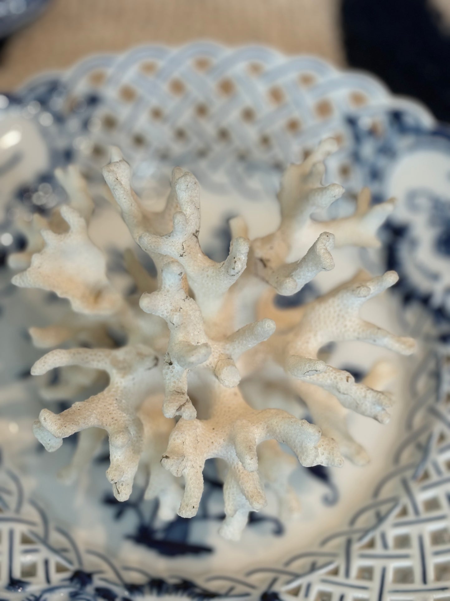Natural White Coral