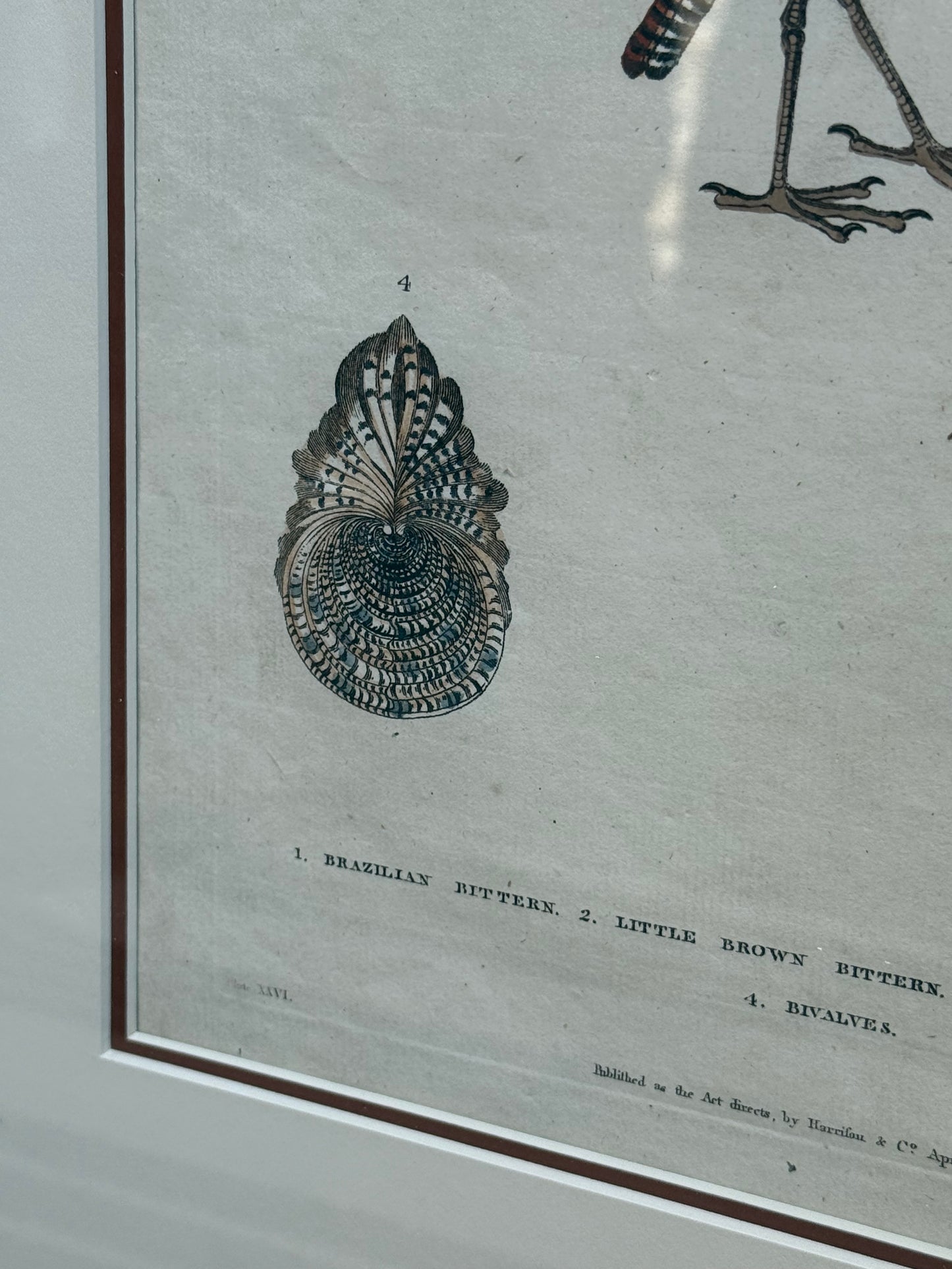 Framed 1785 Hand-Colored Engraving – Little Brown Bittern, North American Bittern & Bivalves, 20x16”