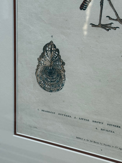 Framed 1785 Hand-Colored Engraving – Little Brown Bittern, North American Bittern & Bivalves, 20x16”