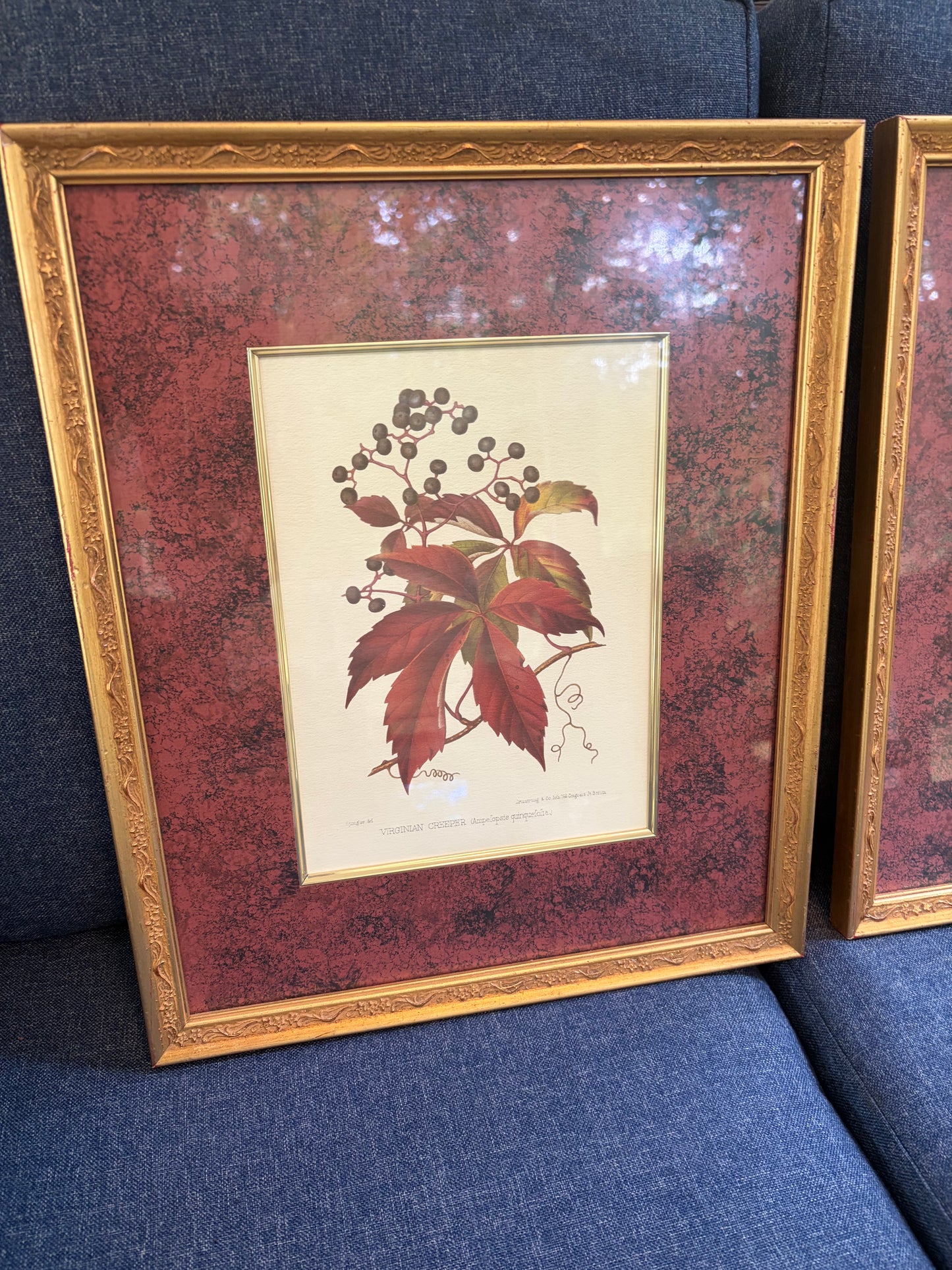 Beautiful framed botanical pair with rich color matte background! Features prints of Scarlet Oak and Virginian Creeper!