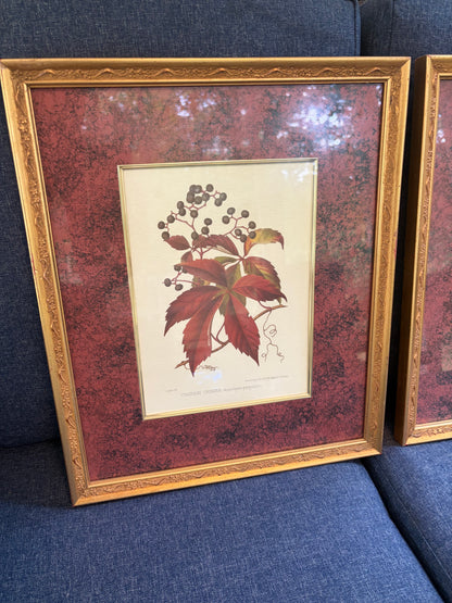 Beautiful framed botanical pair with rich color matte background! Features prints of Scarlet Oak and Virginian Creeper!