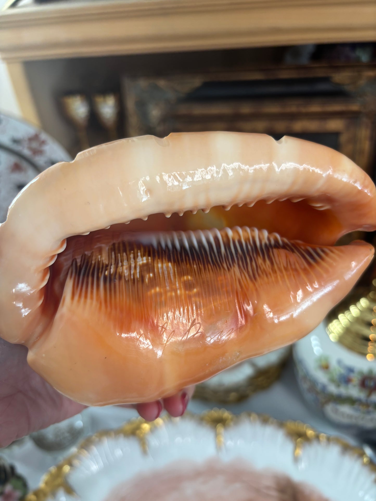 Stunning cameo conch shell with cats! Signed by artist!