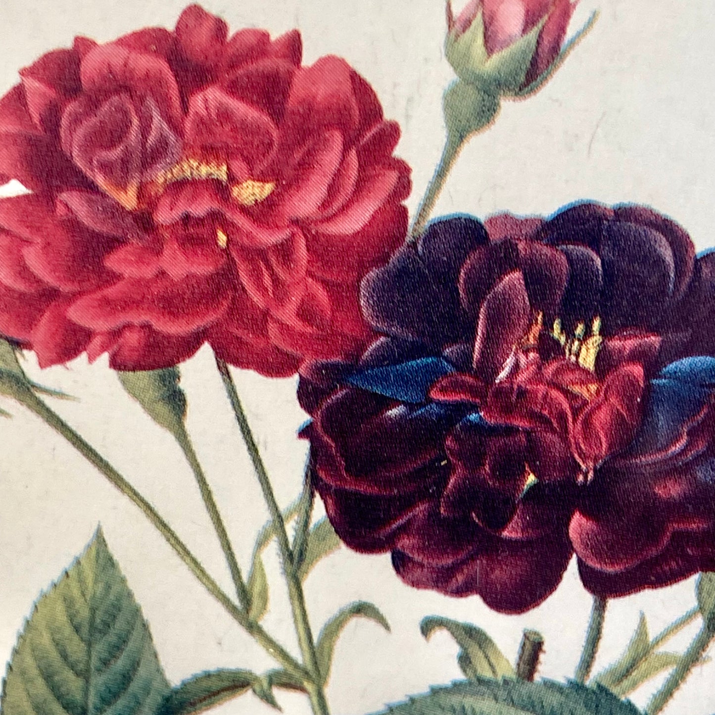 Pair of lovely vintage botanical rose floral print wall art.
