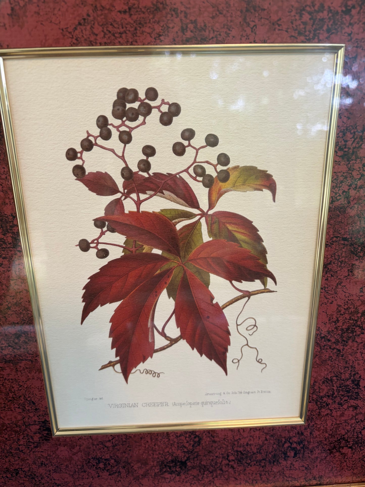Beautiful framed botanical pair with rich color matte background! Features prints of Scarlet Oak and Virginian Creeper!